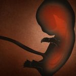 Cinco-principais-mentiras-que-estão-por-trás-da-legalização-do-aborto