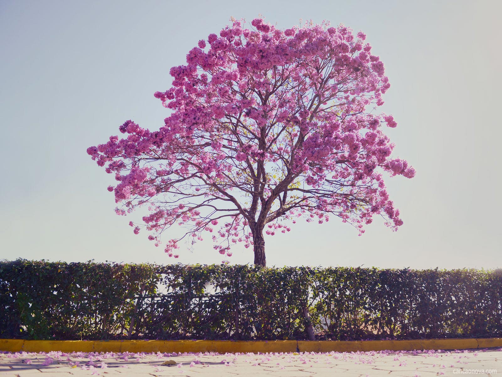 -Em-tempos-difíceis-como-viver-da-Divina-Providência