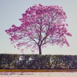 Em-tempos-dificieis-como-viver-da-divina-providência