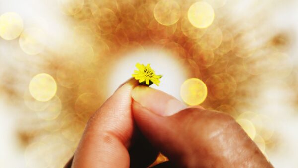 Mãos segurando uma pequena flor amarela contra um fundo intensamente iluminado por círculos dourados, transmitindo uma sensação de esperança divina.