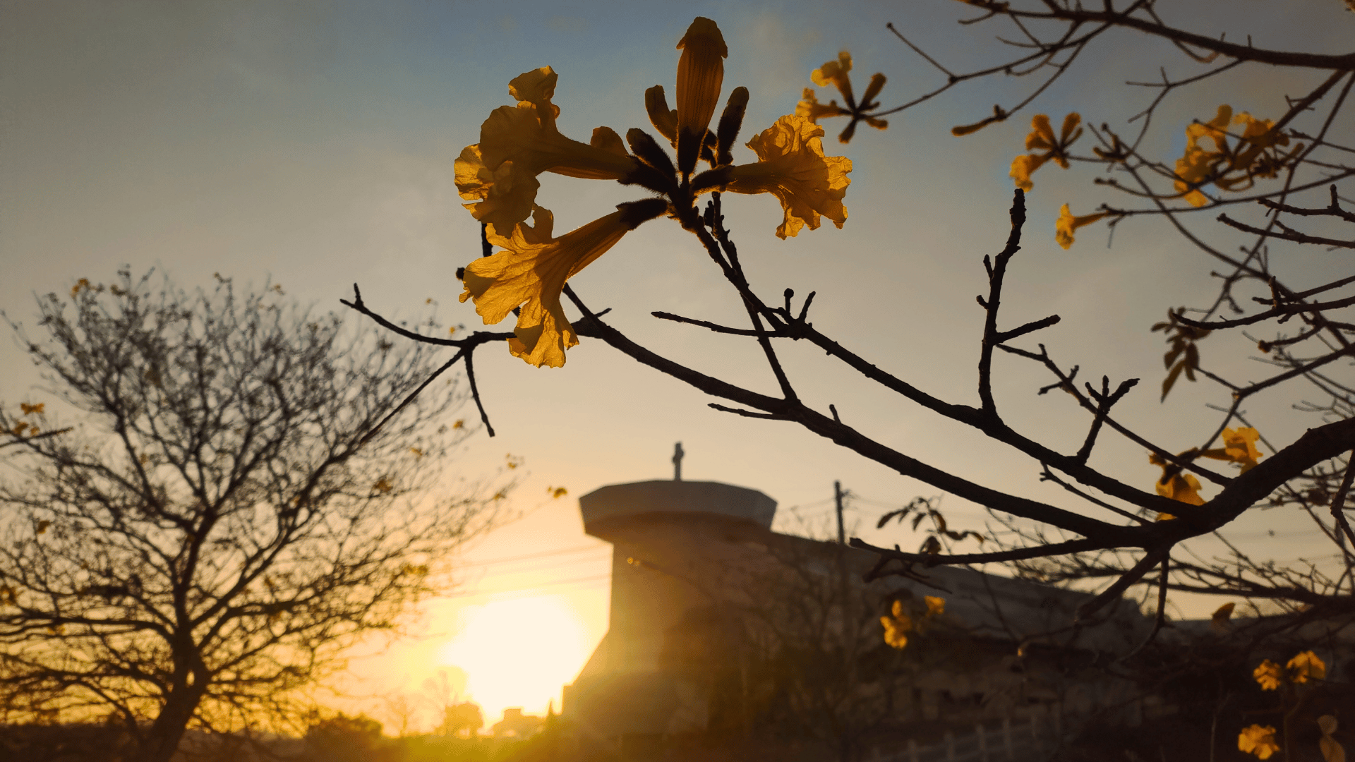Fotografia em contraluz durante o pôr do sol. Em primeiro plano e em foco, galhos com flores amarelas de um ipê destacam-se contra o céu dourado. Ao fundo, levemente desfocada, ergue-se a estrutura arquitetônica do Santuário do Pai das Misericórdias com sua cruz no topo, banhada pela luz dourada do sol poente.