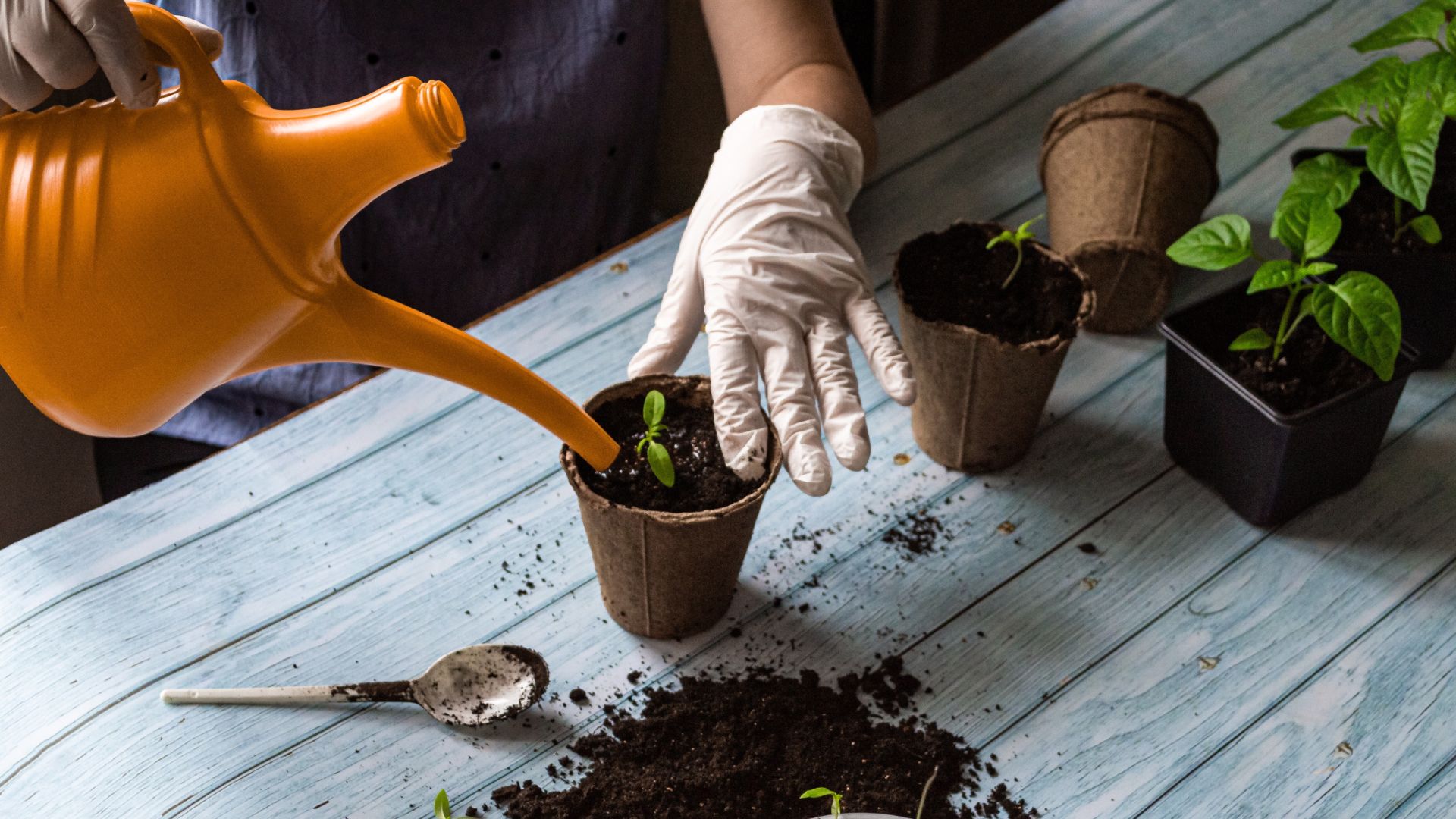 Para valorizar as sementes do bem plantadas por Deus