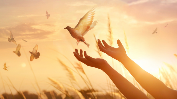 Mãos estendidas libertando uma pomba ao pôr do sol, simbolizando a paz no coração e a liberdade.