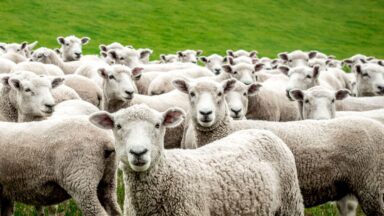 Pastor e ovelha: uma reapresentação da pastoral