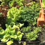 Aprenda a fazer uma horta caseira