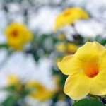 Primavera, o tempo das surpresas de Deus