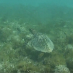 Conheça as belezas naturais de Abrolhos (BA)