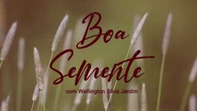 Boa semente