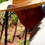 Gratidão ao homem do campo - por Marco Antônio Papp