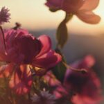 A Essência da Alma Feminina: O florescer do plano de Deus em você