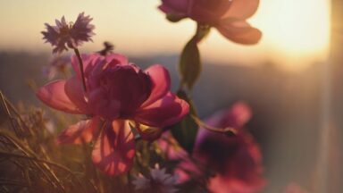 A essência da alma feminina: o florescer do plano de Deus em você