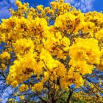 Setembro, o Ipê amarelo e o nosso tempo de florescer em Deus