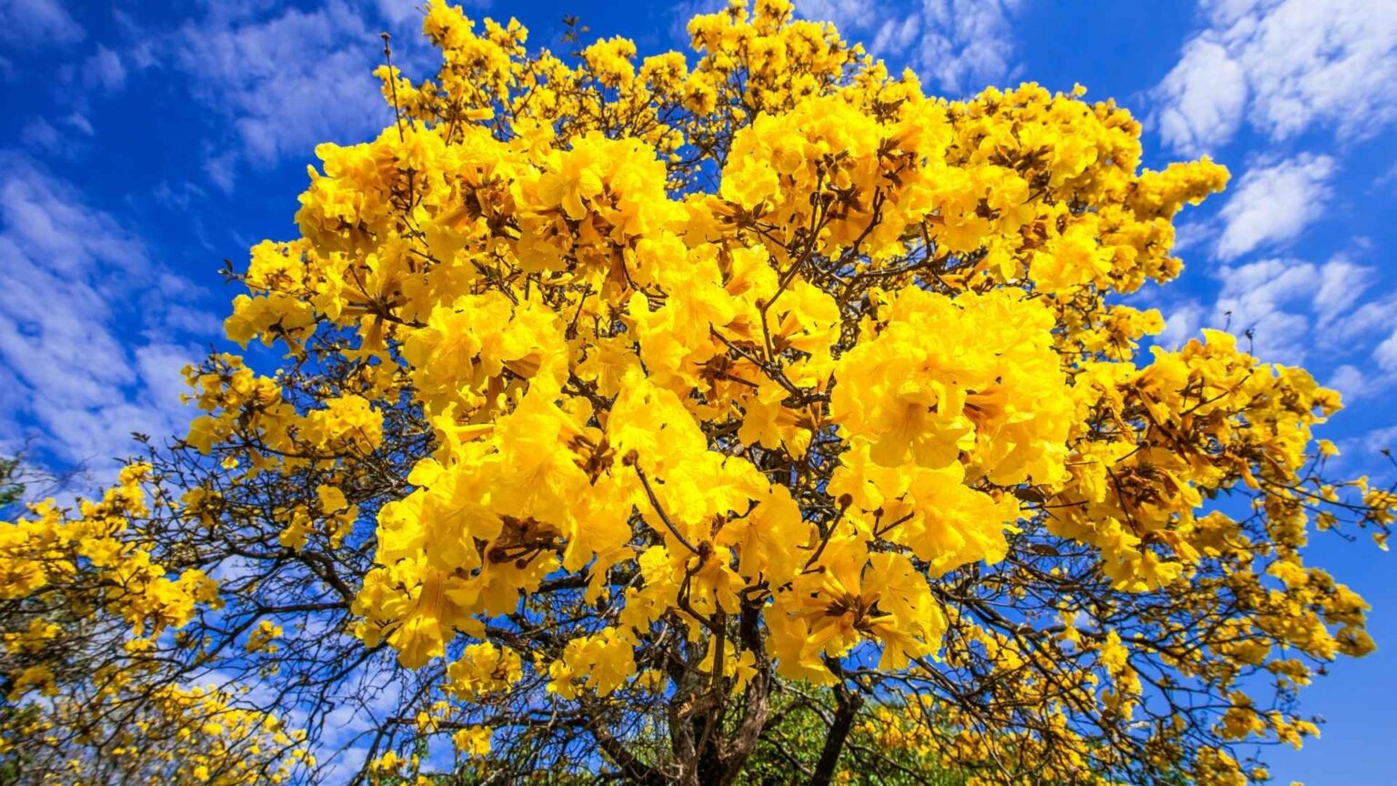 Setembro-o-Ipe-amarelo-e-o-nosso-tempo-de-florescer-em-Deus-1536x864.jpg