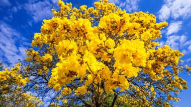 Setembro, o Ipê amarelo e o nosso tempo de florescer em Deus