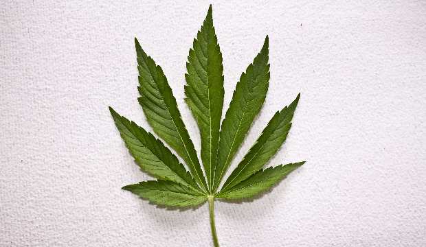 maconha-materia-destrave