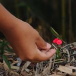 Preciso florir onde Deus plantar-me