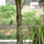Aprenda a buscar a liberdade